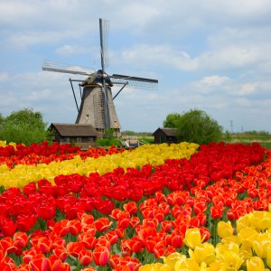 dutch windmill over  tulips field