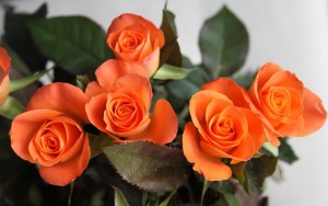 Mini rosas anaranjadas.