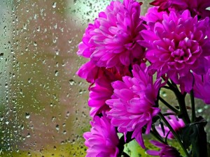 chrysanthemums-flowers-bouquet-glass-drops-rain