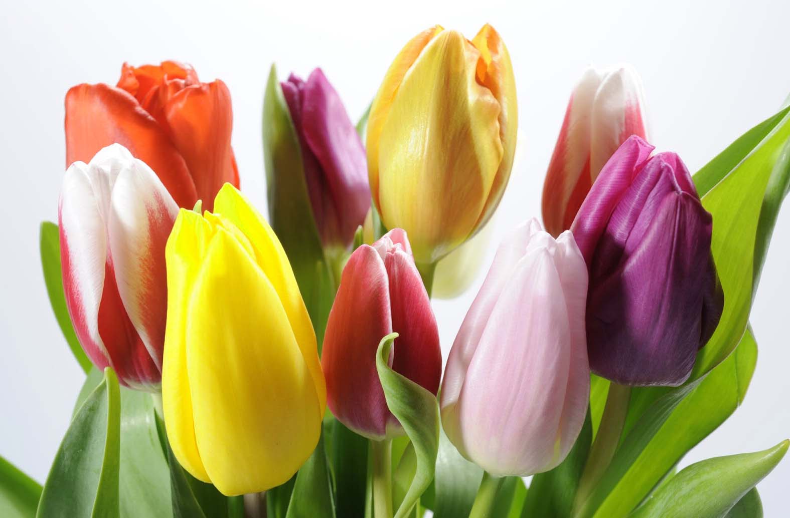 Tulipanes de colores