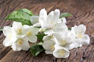 Hermosas flores blancas sobre madera