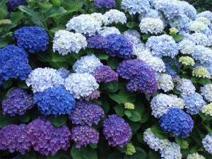 Hortensias azules