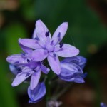 flor morada azulada