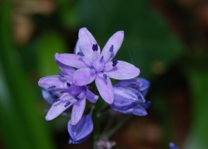 flor morada azulada