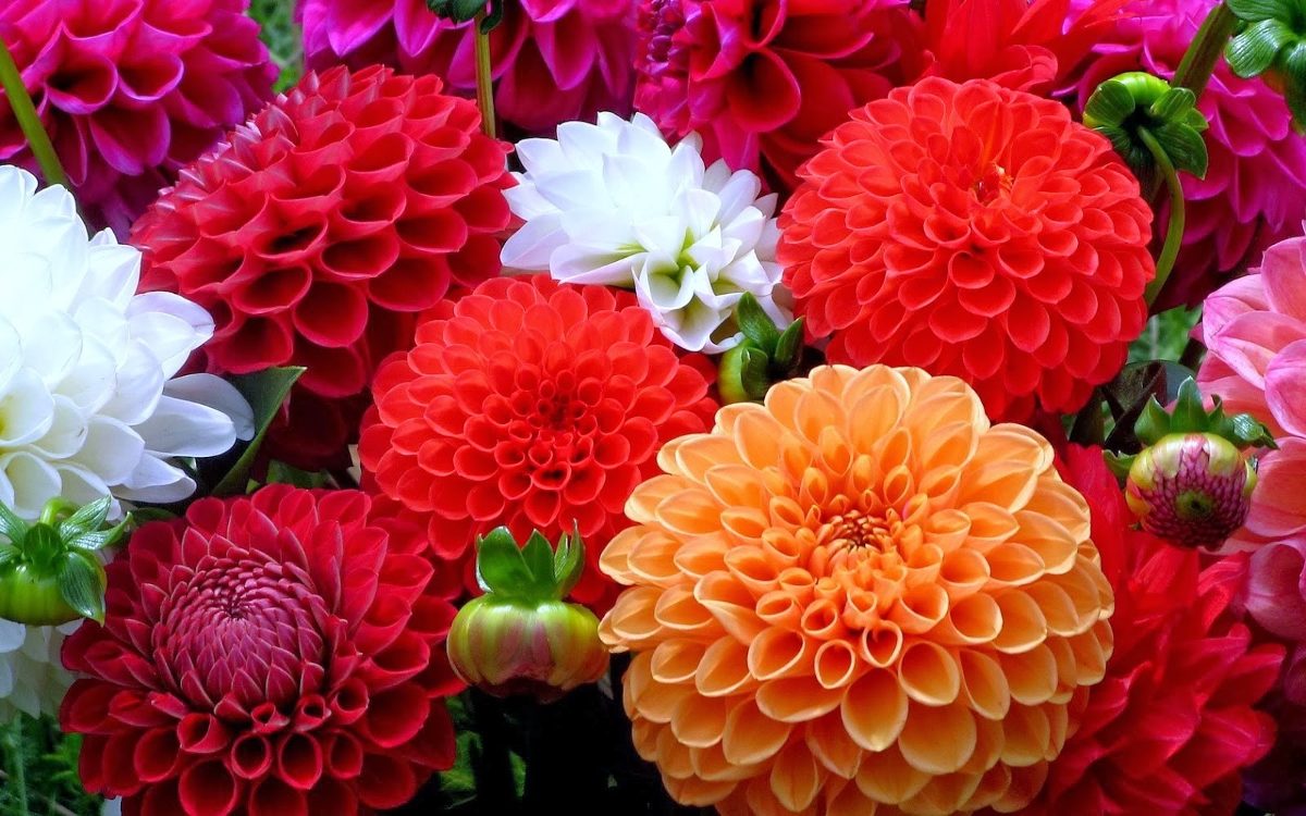 Kukyflor | Guía de las flores que van con los colores de esta temporada