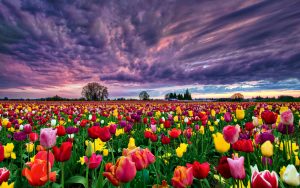 Los campos de flores más espectaculares del mundo