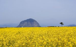 Isla de Jeju: Top 8 de los campos de flores más espectaculares del mundo