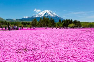 Shibazakura: Top 8 Los campos de flores más espectaculares del mundo