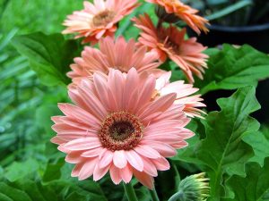 Cultivo y cuidado de las flores gerberas