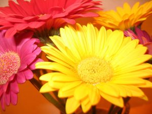 significado de los colores en las gerberas