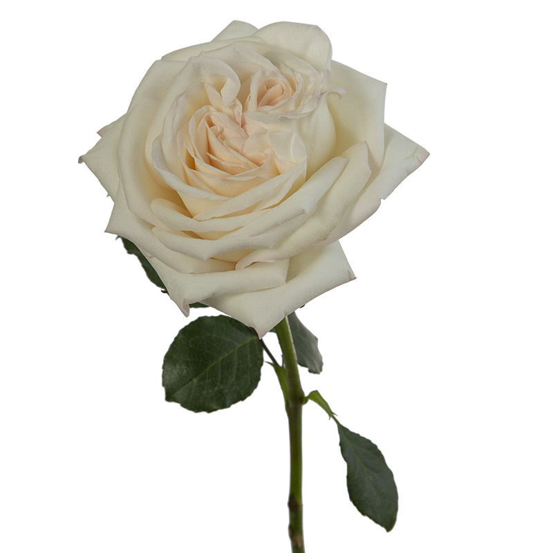 malicioso Perfecto combinación Rosas para tu boda: Rosas de jardín