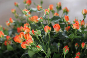 Mini rosas anaranjadas