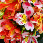 Descubre las Astromelias, una flor 100% peruana