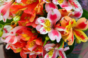 Astromelias de colores. Flor peruana