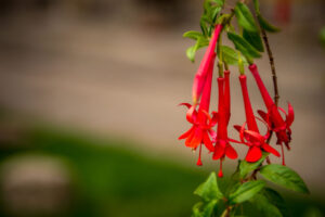 Flor de la cantuta, flor nacional del Peru