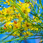 Presencia de las Flores en el Corazón del Folklore Peruano