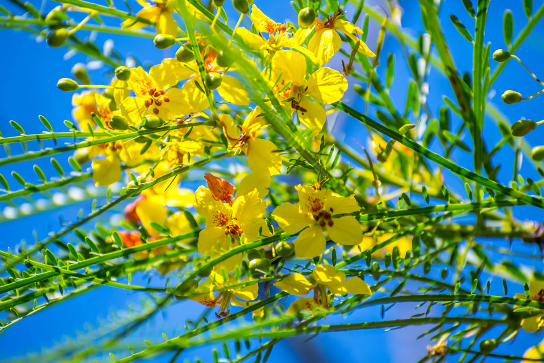 Flores peruanas.