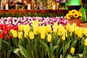 Tulipanes de colores.