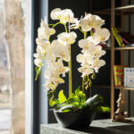 Hermosa Planta de Orquídea cerca a ventana.