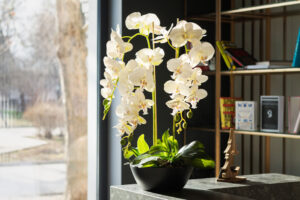 Hermosa Planta de Orquídea cerca a ventana.