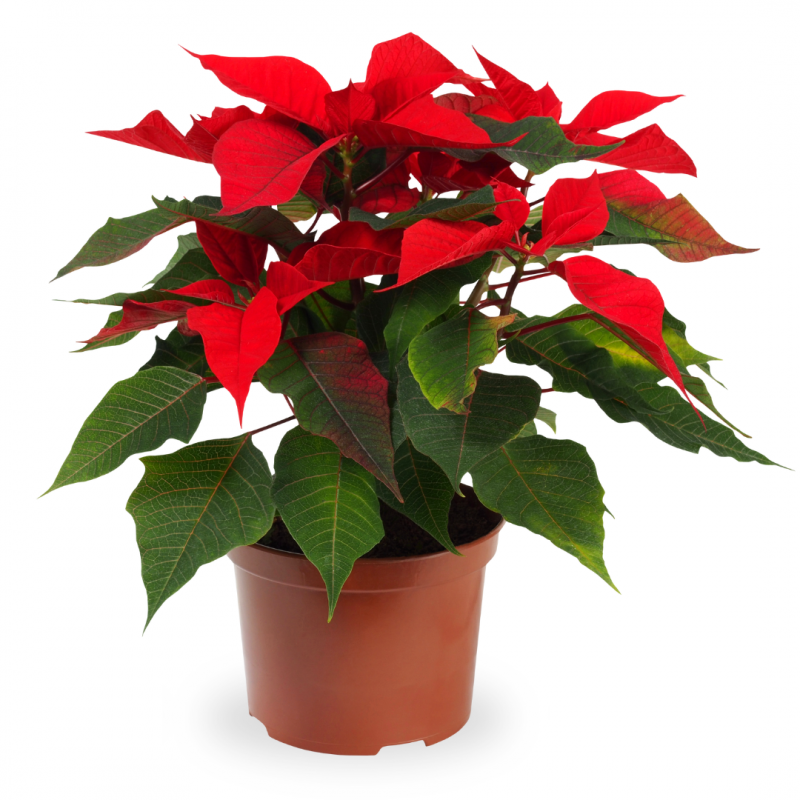 poinsettia, flor de pascua