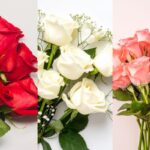 Rosas rojas, rosadas o blancas: ¿cuál elegir y por qué? Rosas rojas, rosadas o blancas