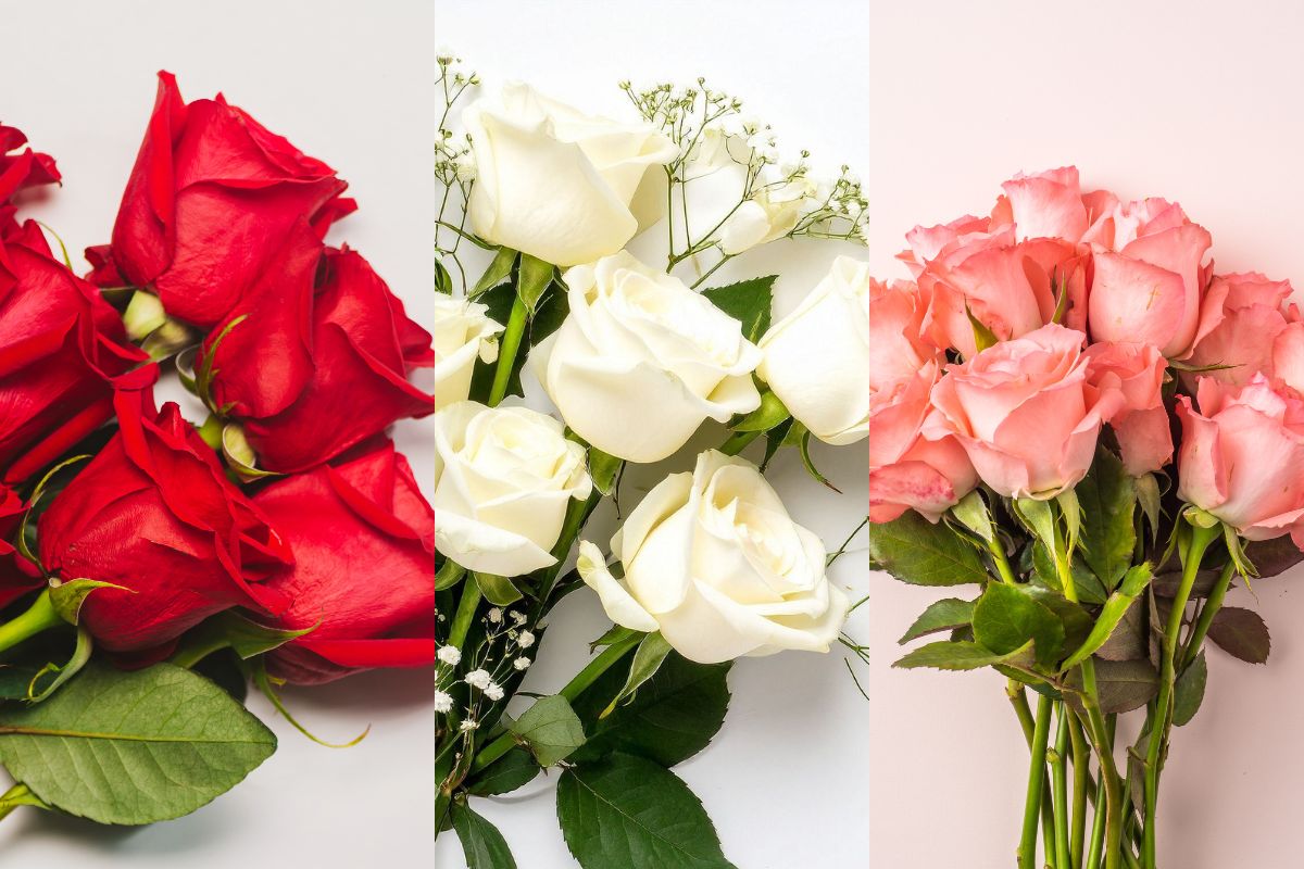 Rosas rojas, rosadas o blancas
