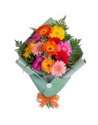 Send today the beautiful bouquets of Gerberas