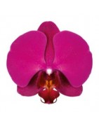 Give Orchid Plant