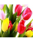 Give beautiful tulips