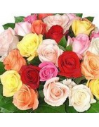 ¡Envía rosas frescas hoy! Encuentra el arreglo perfecto para ti