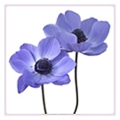 Anemones