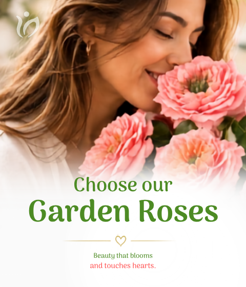 Garden roses