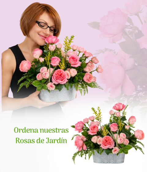 Rosas de jardín